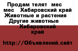 Продам телят 1мес 2.5мес - Хабаровский край Животные и растения » Другие животные   . Хабаровский край